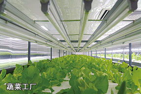 中國農科院成功研制出國內第一例智能植物工廠