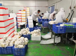 對接東盟和粵港澳大灣區 湖南宇秀生物科技,每天4萬斤杏鮑菇銷往粵港澳