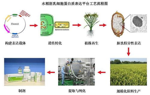 禾元生物上會(huì)在即 專耕 稻米造血 ,以科技詮釋生物醫(yī)藥產(chǎn)品力