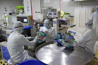 探訪福建中科三安植物工廠 日產蔬菜1.5噸