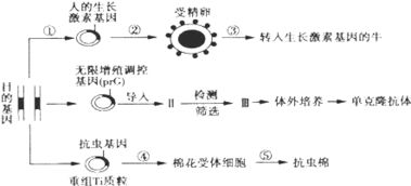 生物 現代生物科技專題人們應用生物工程技術可以獲得所需要的生物新品種或新產品.請據圖回答下列問題 1 獲得抗蟲基因的常用方法是 .然后利用 進行大量擴增