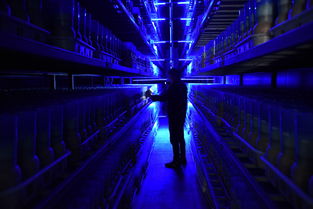 金針菇送來致富金 生物科技引領農業新變革